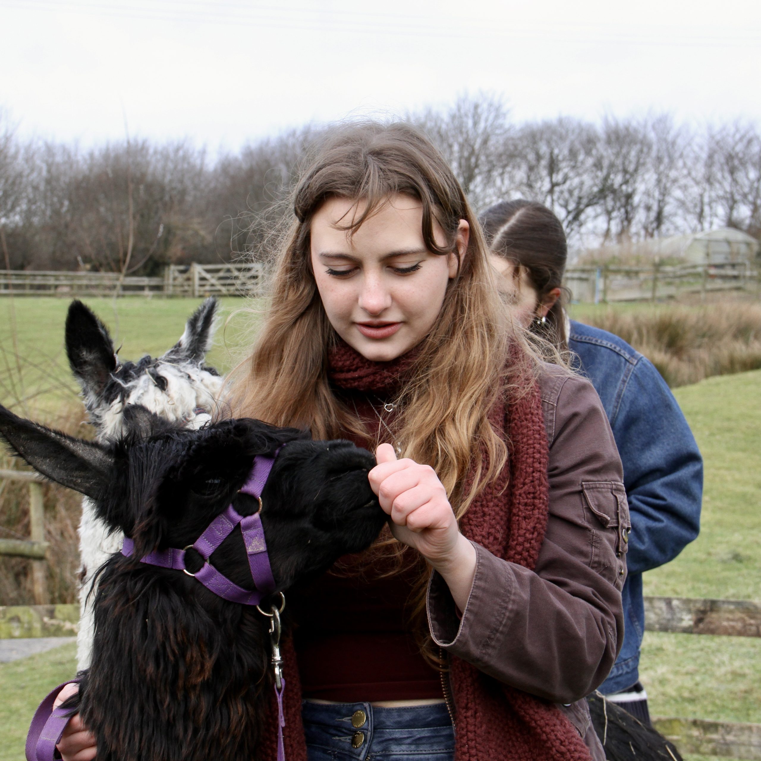 Ffion alpaca2