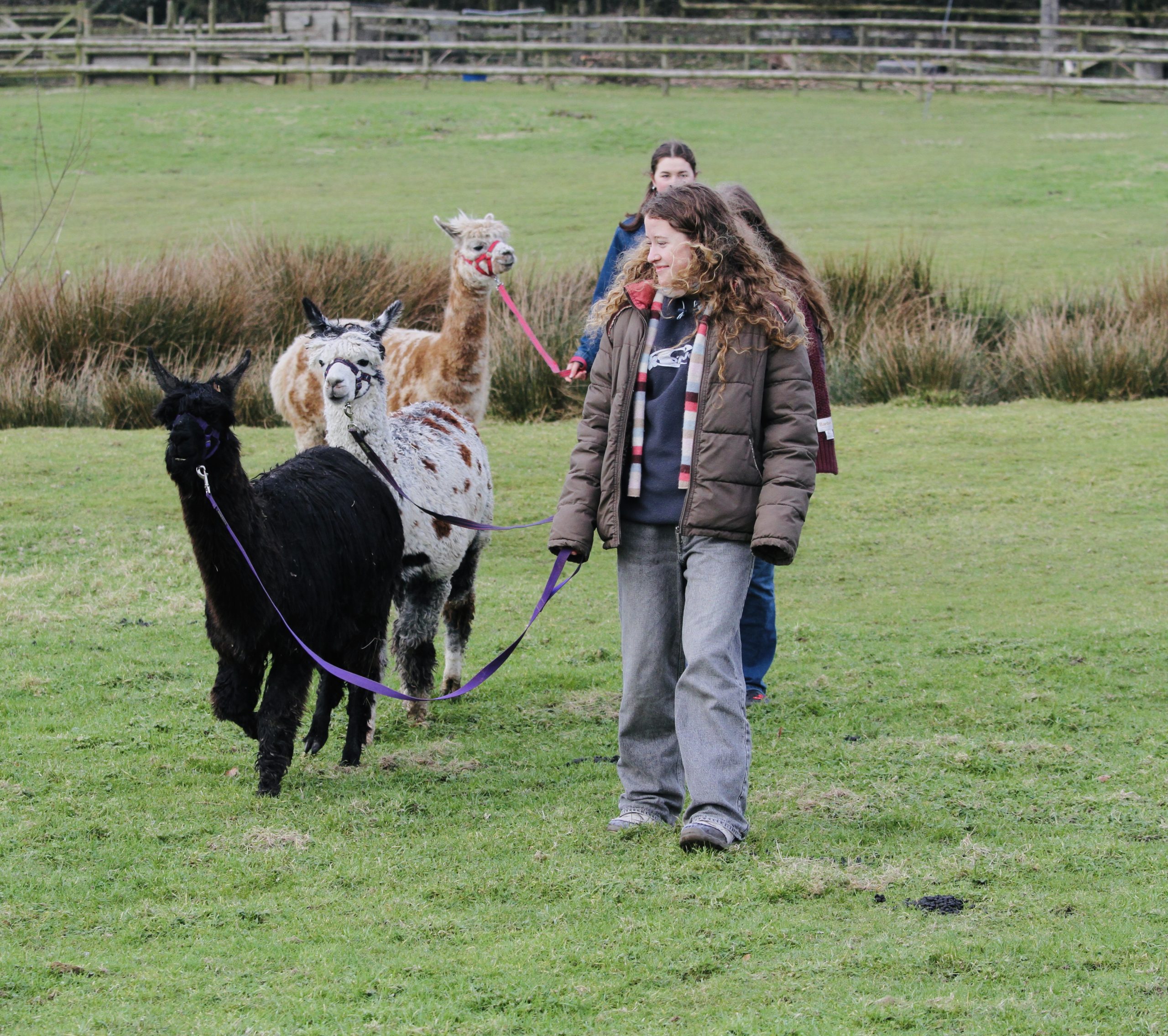 Walking alpacas2