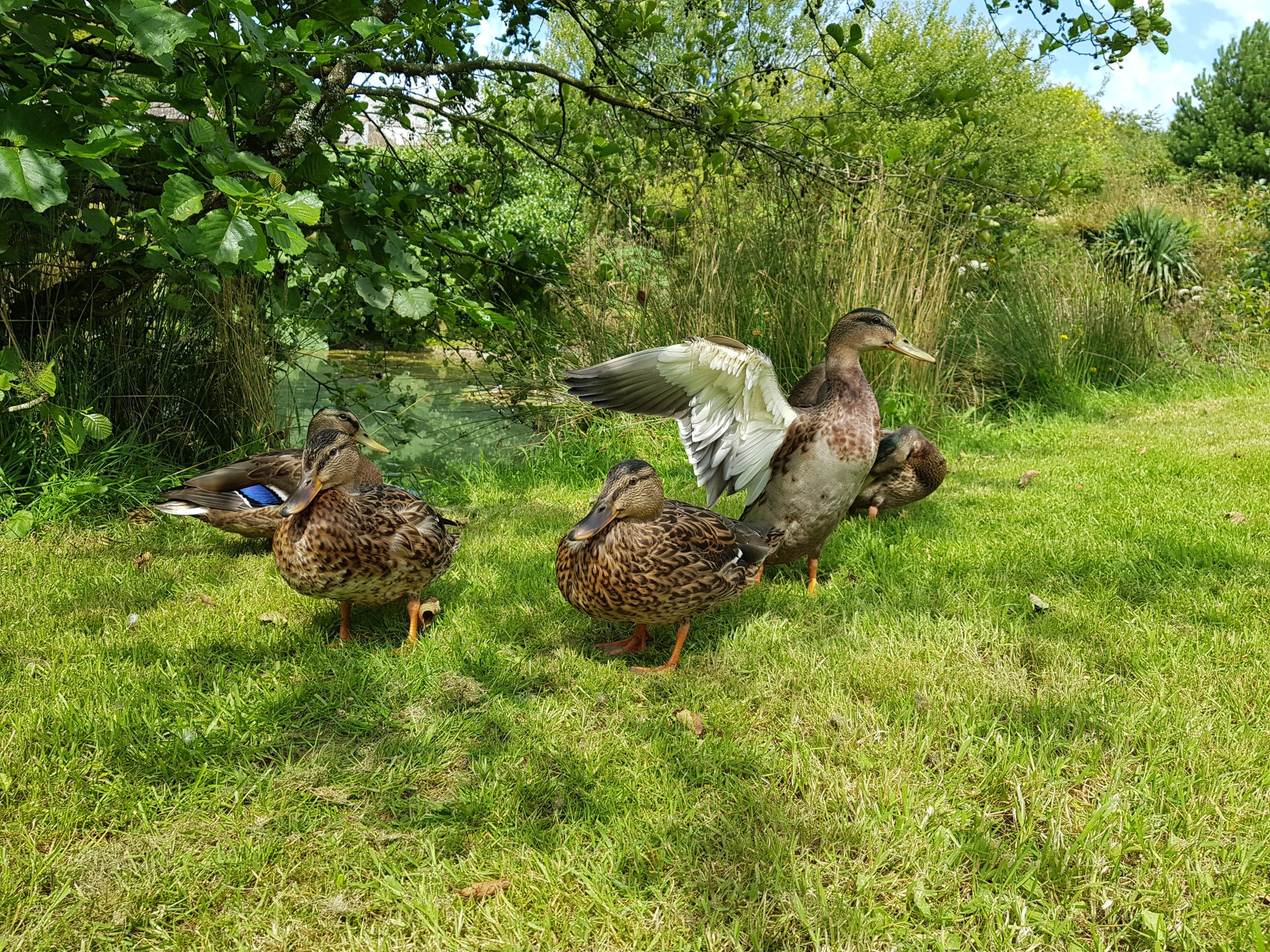 ducks