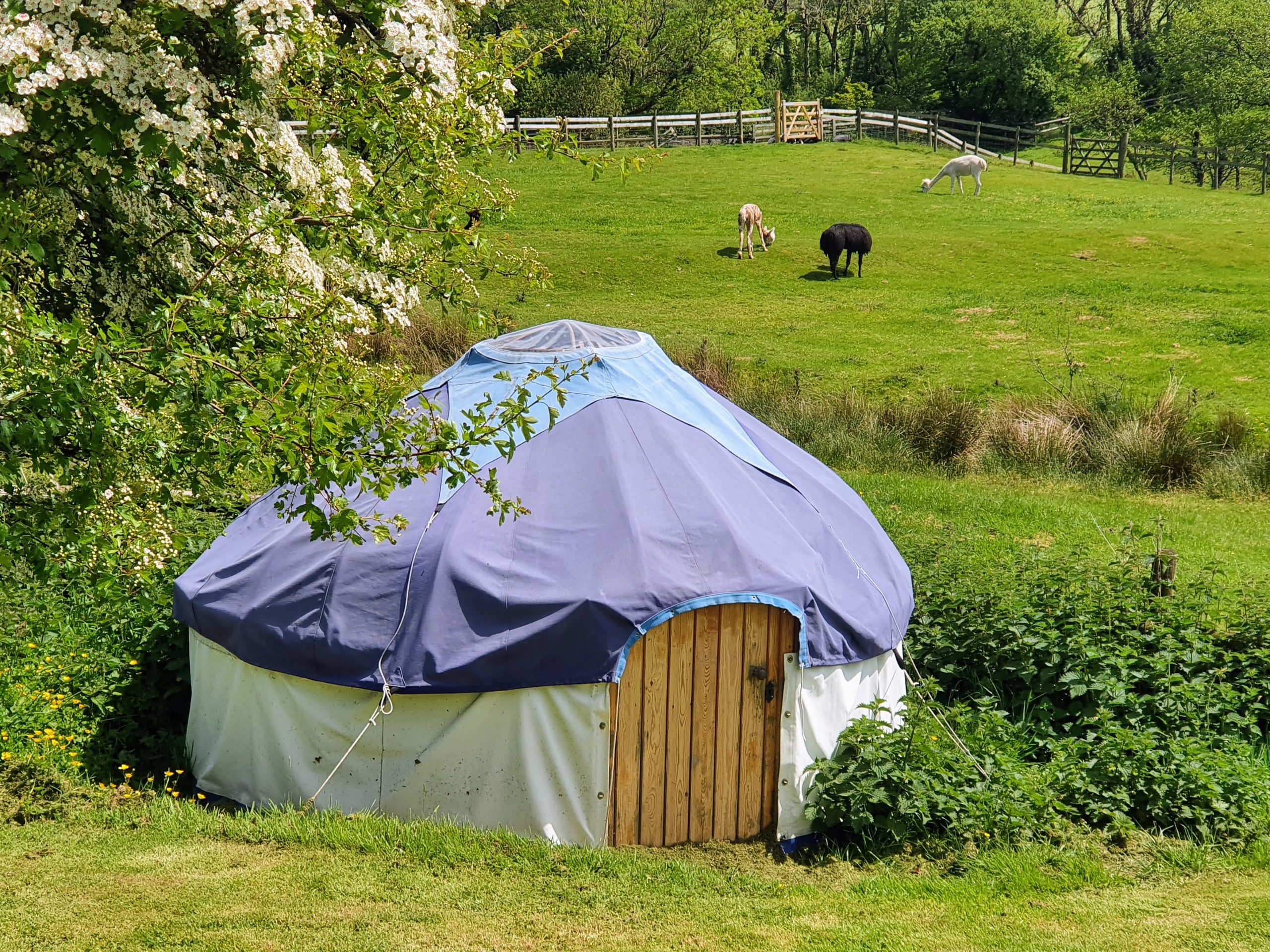 hobbit yurt